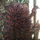 Image for article titled Japanese Statues Made with Dead Bugs